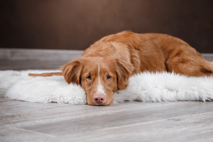 白い毛足の長いマットの上にいる犬