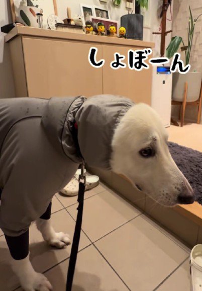 帰宅後もションボリ顔