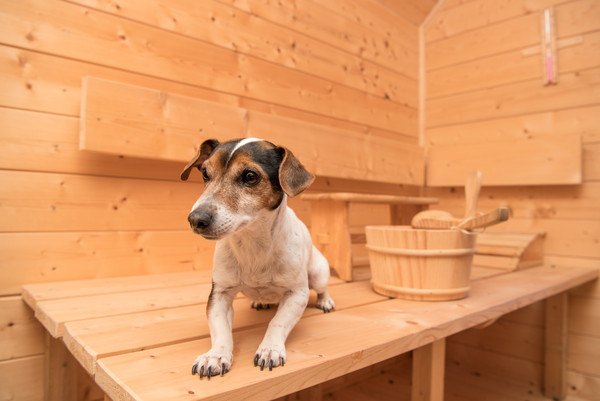 温泉の道具と犬