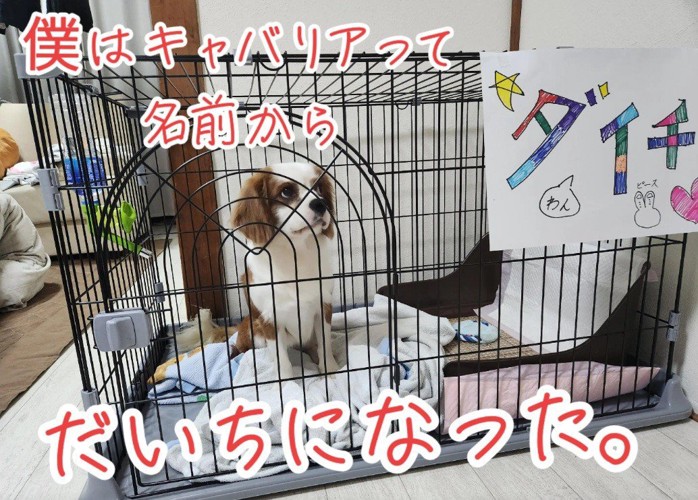 ケージの中にいるだいちくん