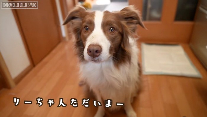 飼い主を見て尻尾を振る犬