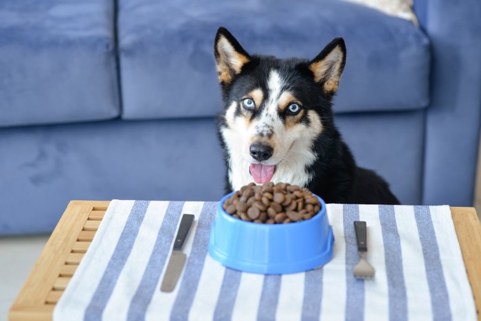 マットを敷いたテーブルに座る犬