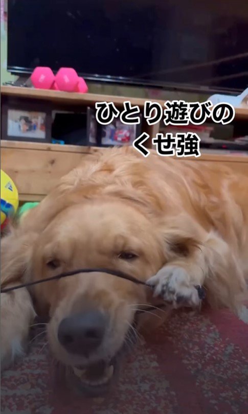 ヘアゴムで遊ぶつくしちゃん