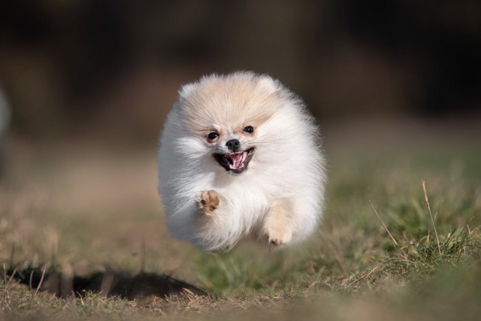 走って向かってくるポメラニアンの子犬