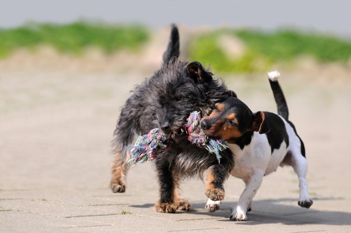 おもちゃを奪い合う二匹の犬