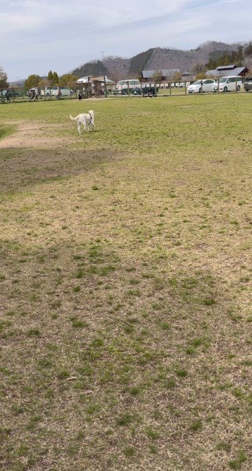 離れた場所にいる犬