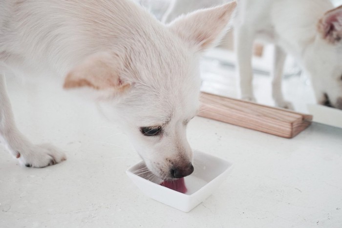 水を飲む白犬