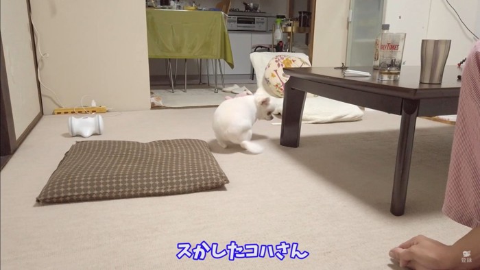 オナラをしてしまったコハクくん3