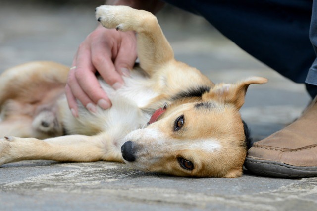 寝ている犬を撫でる