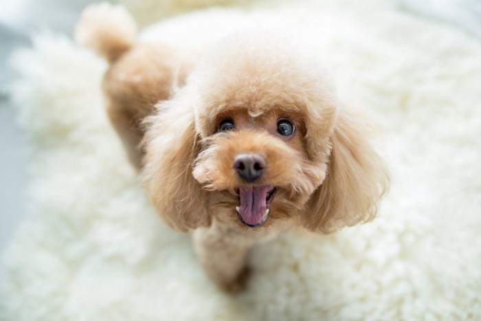 自宅で犬にハーブパックを行う時のやり方