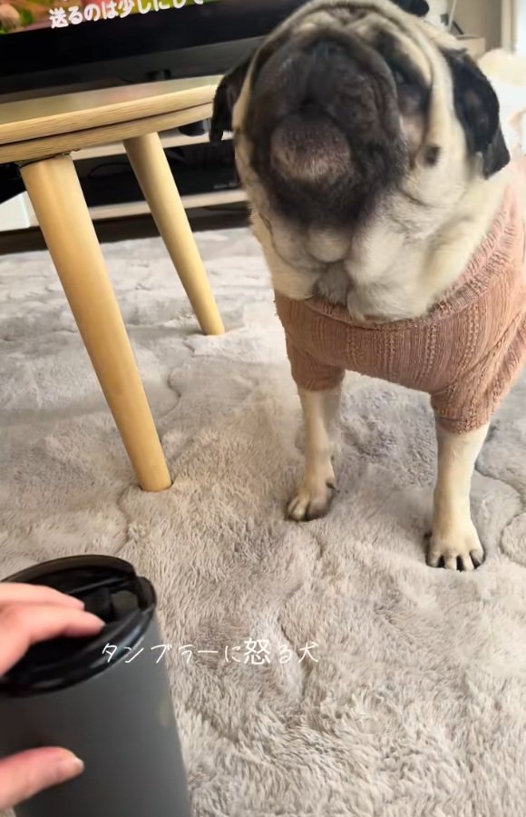 タンブラーに怒るぽこちゃん