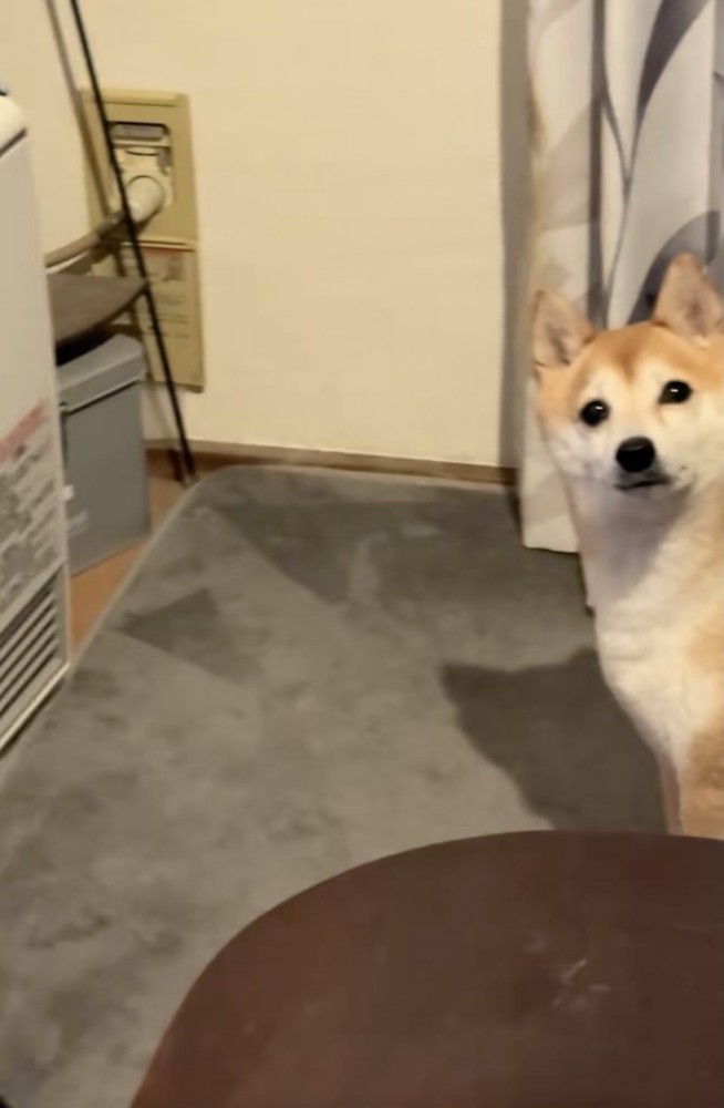 ししまるくん、必死の訴え