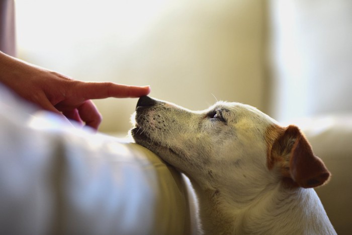 女性の指と犬