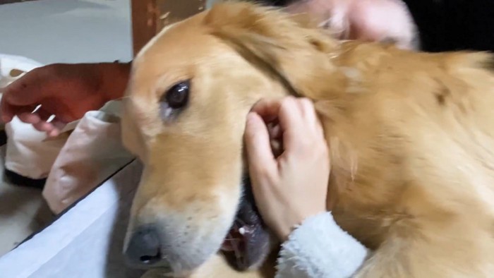 「僕をナデナデして！」