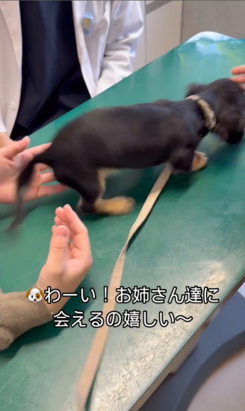 動物病院にきたこむぎちゃん