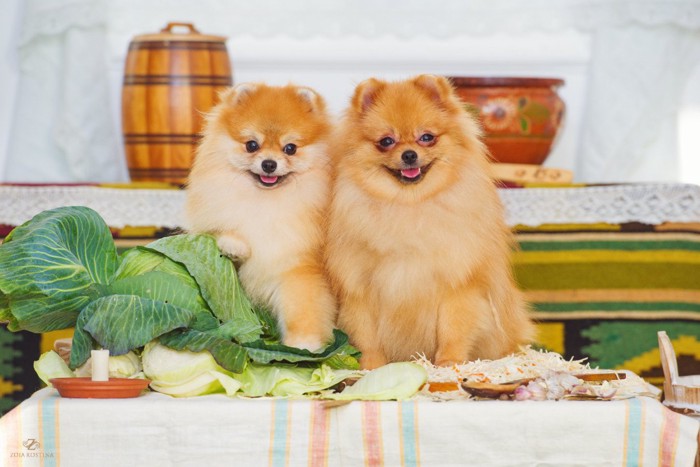 キャベツと2匹の犬