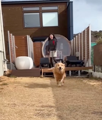 外で駆け回る大型犬