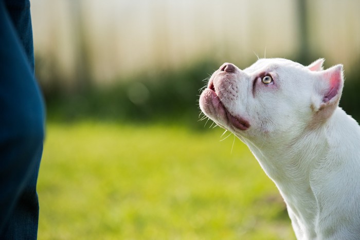 飼い主を見上げるアメリカンブリーの子犬