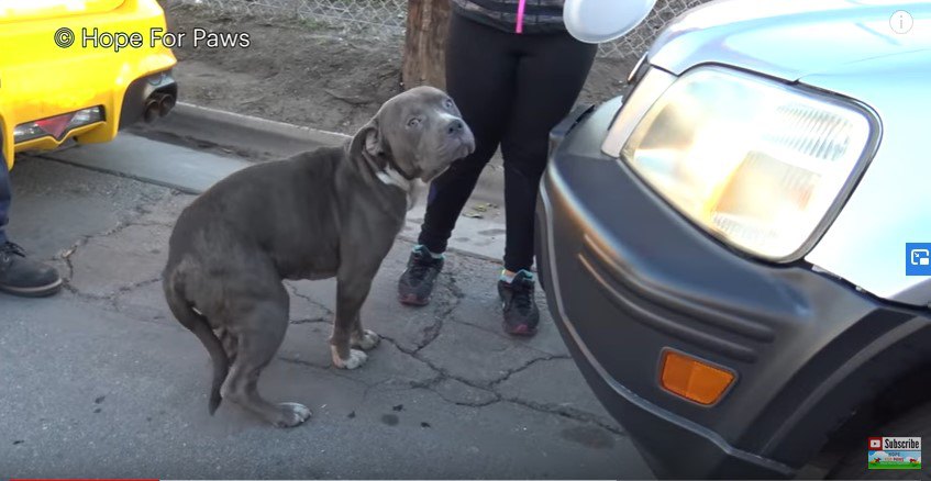 振り返る犬