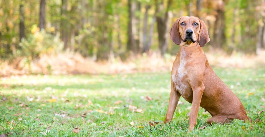 お座りでこちらをジッと見つめる犬