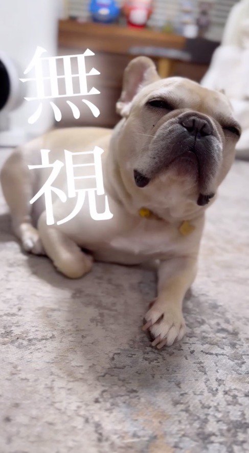 飼い主の言葉を無視する犬