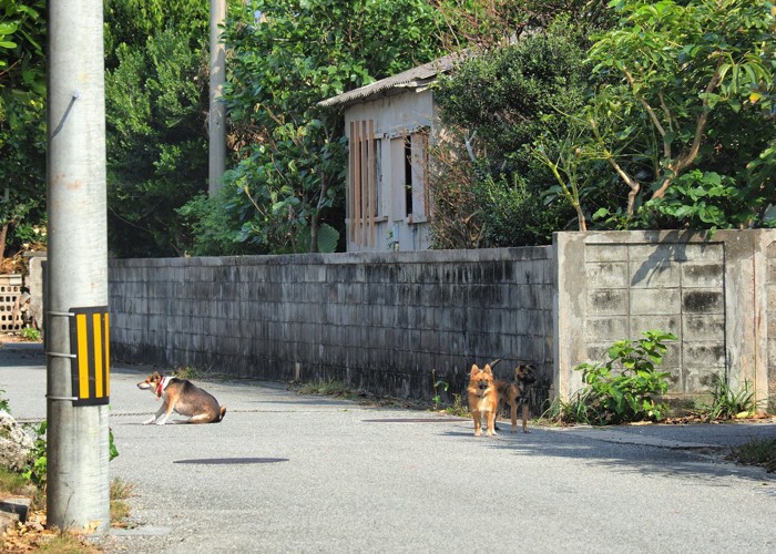 放し飼いの犬3頭