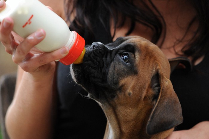 哺乳瓶を咥えている犬