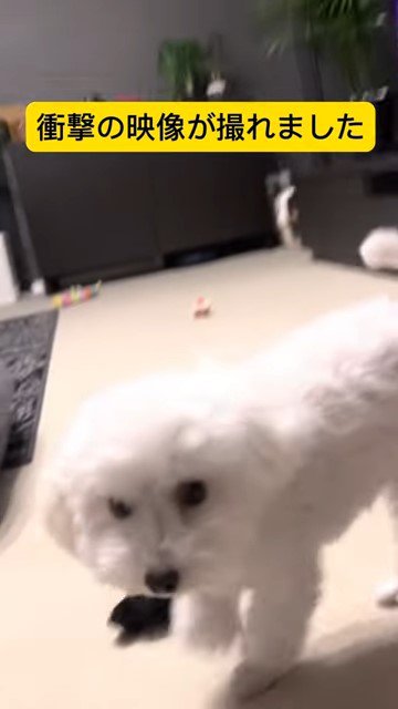 こちらを見る犬