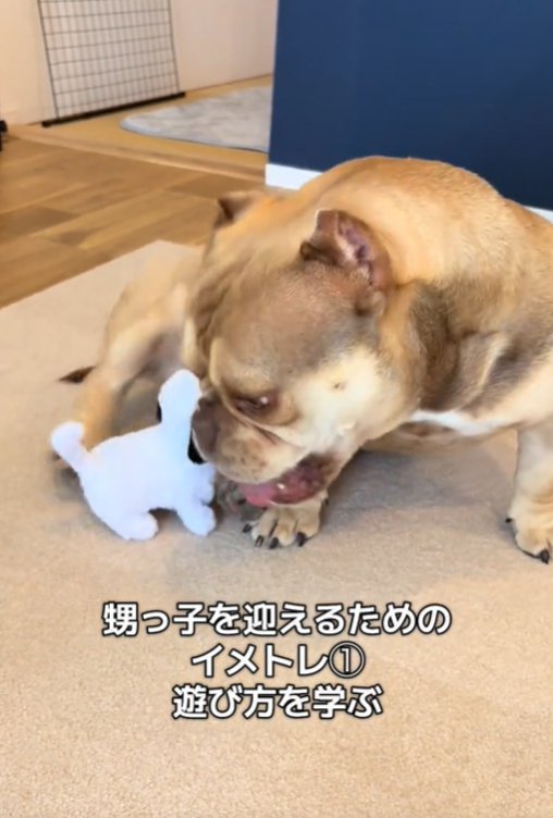 ぬいぐるみと遊ぶ犬