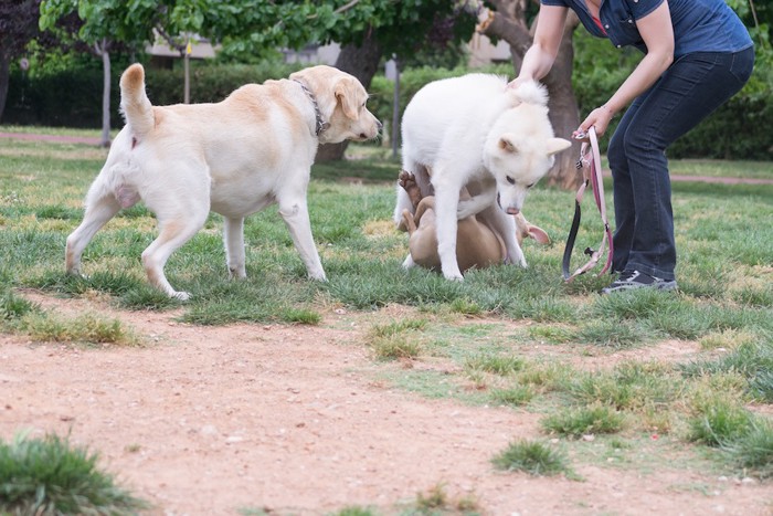 じゃれ合う3匹の白い犬とリードを持つ人