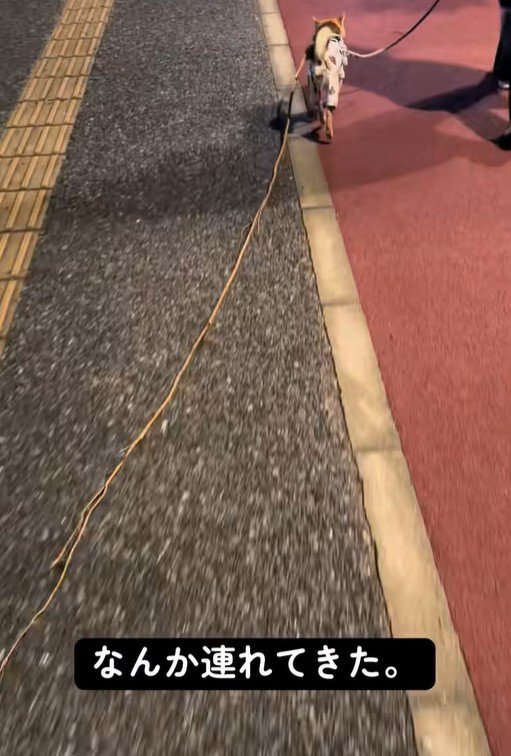 応援したくなりますね!