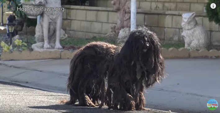 道路に立つ犬