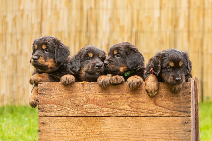 木箱から顔を出す4頭のホファヴァルトの子犬たち