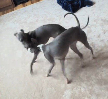 カーペットの上で仲良く追いかけっこをする2頭の犬