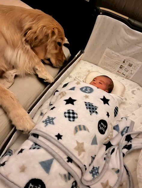 リリーちゃんと弟くんの初対面⑩