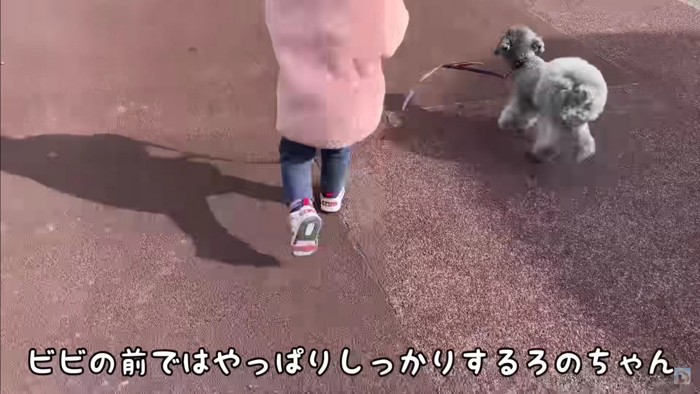 ビビちゃんとお散歩