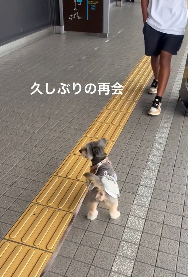 お兄ちゃんに気づかないスノーちゃん