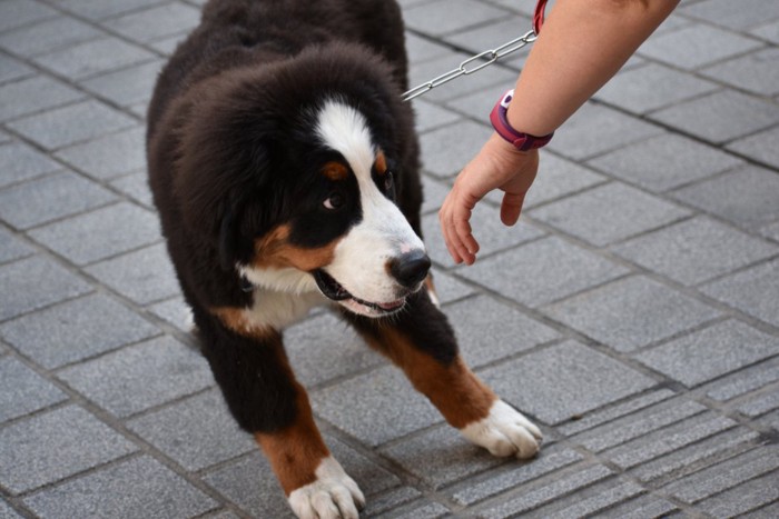 びくびくしている犬