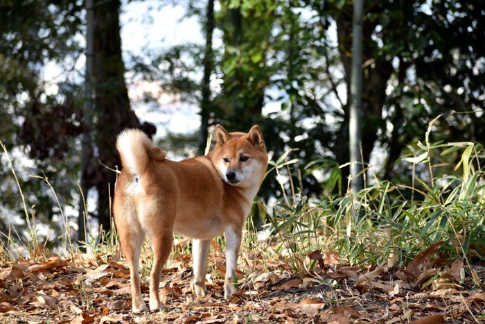 遠くで振り返る犬