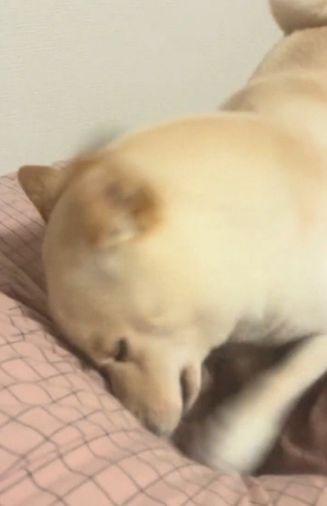 布団を前足で掘る犬