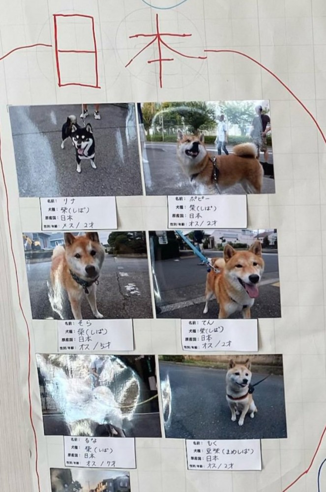 日本犬