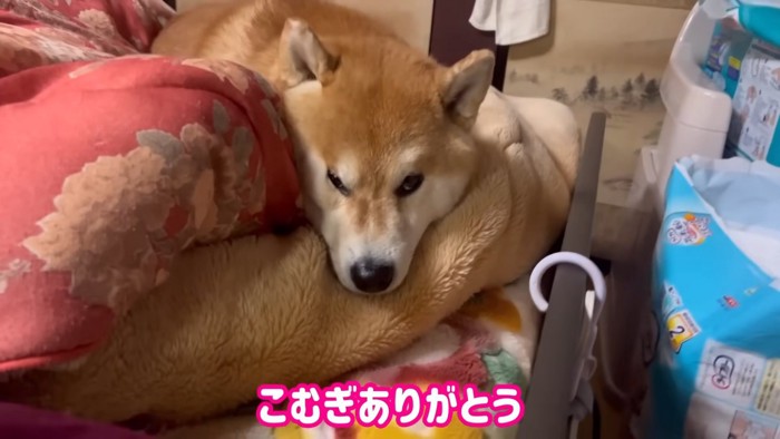 こむぎちゃんの優しい心に感動