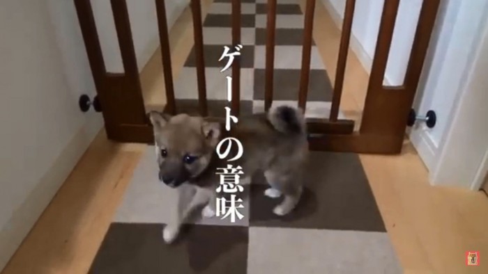 パパを見るいちごちゃん