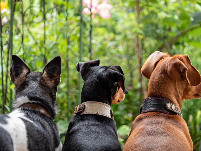 2匹の犬と戯れる男性