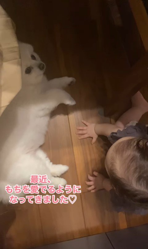 モチちゃんを撫でる赤ちゃん