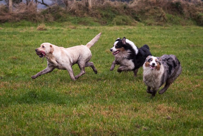 走って遊ぶ3頭の犬