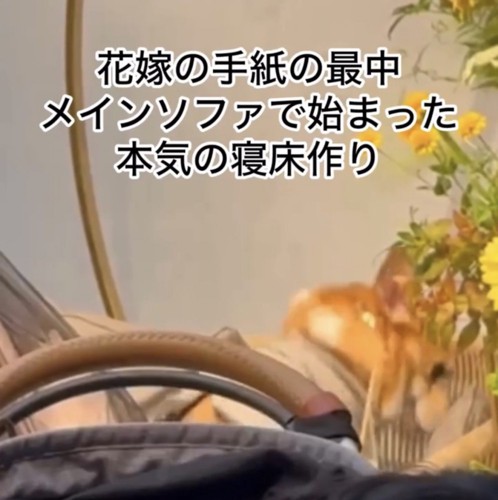 ソファを掘る犬