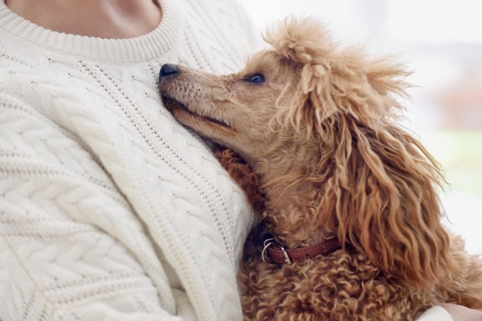 人にくっつく茶色の犬