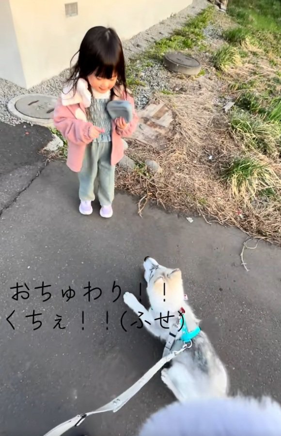 再びフセするブル君