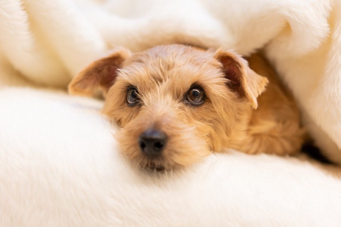 毛布に包まっている犬